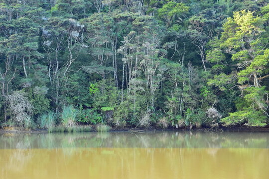 Ancient temperate rainforest reflecting on surface of murky but dead calm Waihora Lagoon in Waikato. Location: Waikato New Zealand