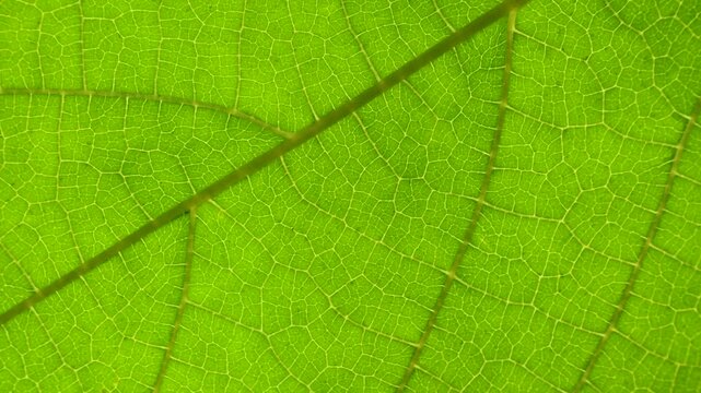 Closeup Green Leaf Texture Organic Plant and Leaf's Vein Nature. Cell Structure View of Leaf Surface Showing Plant Cells For Education. Green Leaves of Plant or Tree With Texture and Pattern Close Up.