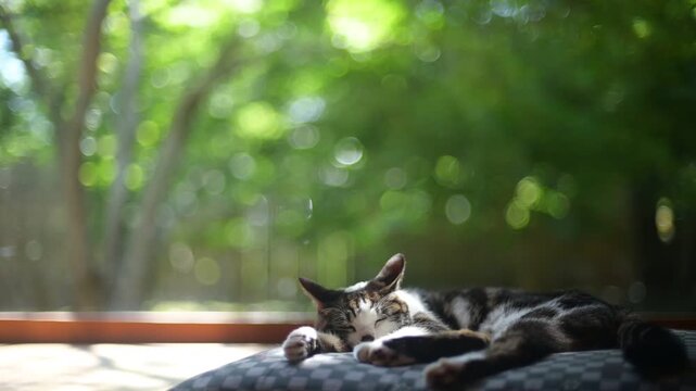 キジ猫」の写真素材 | 13,115件の無料イラスト画像 | Adobe Stock
