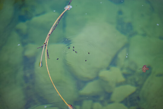 Vela Rika Waterfall, Krk Island, Croatia: Water striders on green water surface with stones