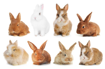 Cute fluffy rabbits isolated on white, collage