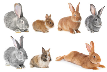 Cute fluffy rabbits isolated on white, collage
