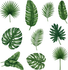 Collection of realistic vector tropical leaves, monstera, palm, and banana leaves isolated, no background, transparent, summer designs, invitations, botanical illustration © Arlen