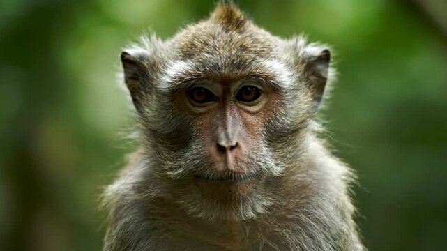 Close-up of a monkey in natural habitat.