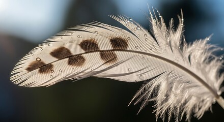 Naklejka premium Closeup of white spotted feather texture.