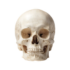 Obraz premium Realistic human skull isolated on white background for educational use