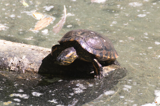 Tortuga verde de agua