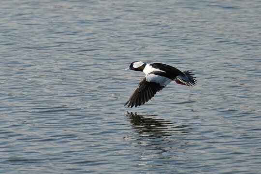 The bufflehead (Bucephala albeola) is a small sea duck of the genus Bucephala, the goldeneyes.