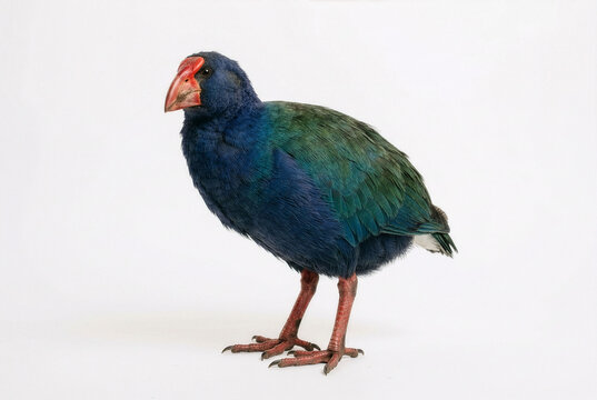Takahe bird
