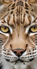 Obraz premium Close-up of a majestic lynx with piercing eyes.