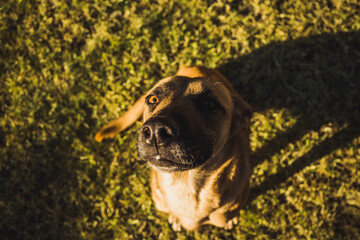 Close-up portrait of a young Belgian Malinois German Shepherd puppy at sunset
