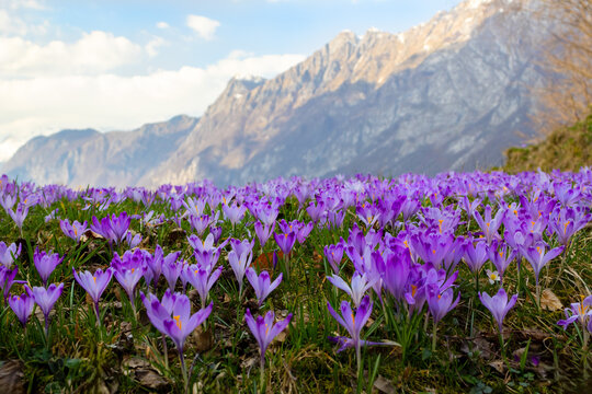 Purple crocus flowers blooming in alpine meadow with snow covered mountains in background.