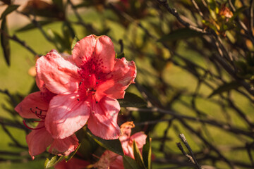 Obraz premium Detail of leaves and petals of a pink azalea flower budding in spring with the golden light of sunset 