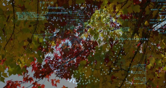Showing maple branches with yellow red leaves in park, overlaying green-blue code and white dots