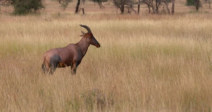 Wild topi antelope running through the African savannah in Tanzania.