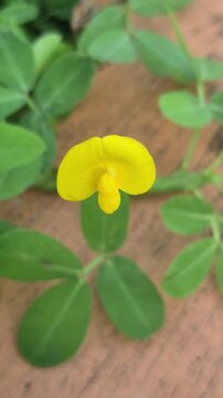 Flowers of the ornamental bean plant (Arachis pintoi). This plant can help fix nitrogen in the soil, making it good for soil health.