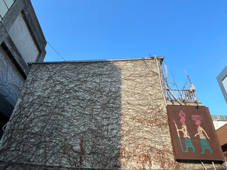Urban ivy covered wall with mural artwork under blue sky © NAKATA