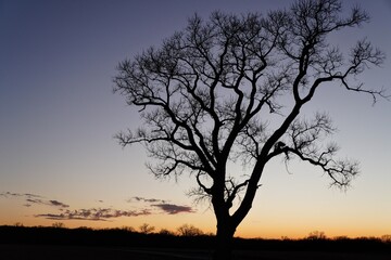Obraz premium Large cottonwood tree silhouetted against a fading late evening sky.