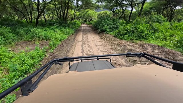 Safari off road vehicle driving through lush Lake Manyara National park road.