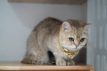 Golden brown cat blue eyes wearing gold necklace sitting on wooden shelf indoor soft lighting calm expression short fur domestic pet luxury accessory modern home decor