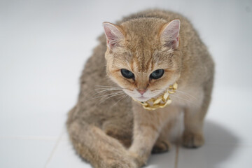 Fototapeta premium Golden British Shorthair cat with blue eyes sitting on white floor, wearing gold ribbon collar, looking curious and calm, soft fur, indoor pet portrait