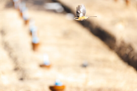 飛翔するモズ, モズ科,
英名学名：Bull-headed shrike, Lanius bucephalus, 
大久保農耕地埼玉県さいたま市 - 2026
