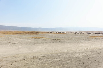 Fototapeta premium On-safari in Ngorongoro crater Tanzania in wide angle photo.