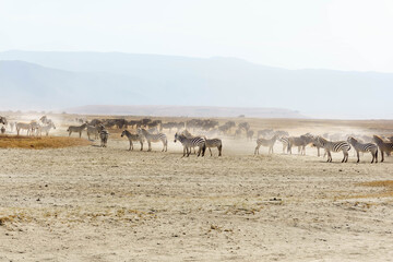 Fototapeta premium Herd of zebra in Ngorongoro crater Tanzania in wide angle photo.