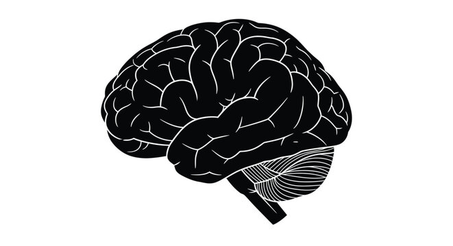 A detailed black and white illustration of the human brain s complex structure