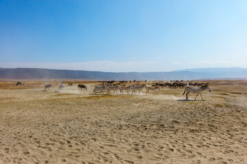 Fototapeta premium Zebras herd on dusty Ngorongoro crater savanna Africa.