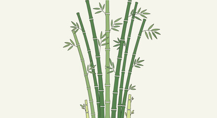 Fototapeta premium Bamboo plant with green stems.