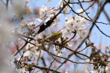 Obraz premium 春の野川。世田谷を流れる野川の河岸。桜や菜の花が咲く。桜の花をむしるワカケホンセインコ。