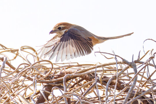 飛翔するモズ, モズ科,
英名学名：Bull-headed shrike, Lanius bucephalus, 
大久保農耕地埼玉県さいたま市 - 2026
