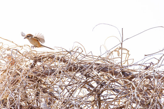 飛翔するモズ, モズ科,
英名学名：Bull-headed shrike, Lanius bucephalus, 
大久保農耕地埼玉県さいたま市 - 2026
