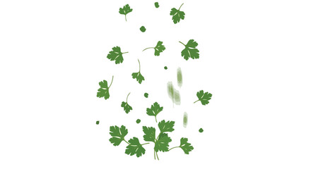 Fresh Green Parsley Leaves Falling Isolated on White Background