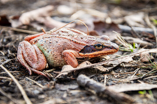 freeze tolerant and full of eggs female wood frog Lithobates sylvaticus Rana sylvatica in pink rusty colors during spring migration to Reproduction site close-up flat body
