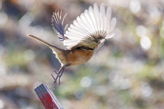飛翔するモズ, モズ科,
英名学名：Bull-headed shrike, Lanius bucephalus, 
大久保農耕地埼玉県さいたま市 - 2026
