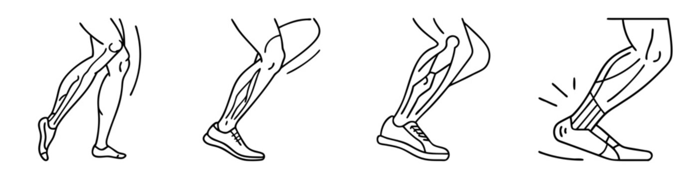 Illustration of running legs showing muscle action, foot strike, and tendon stretch