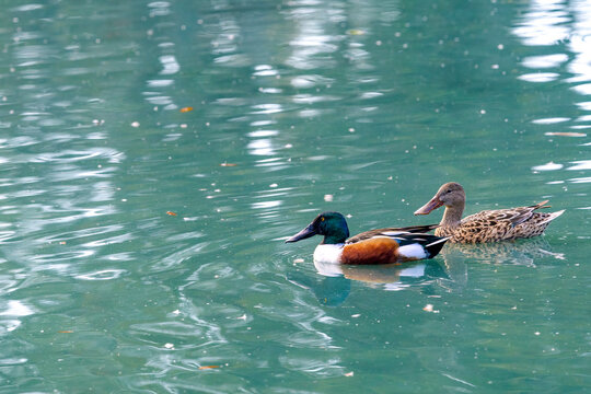 Male and Female Northern Shoveler Ducks on a pond in Audubon Park, New Orleans, LA, USA