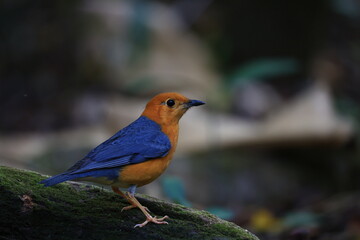 Obraz premium An orange-headed thrush in the natural forest of Phu Khiao Wildlife Sanctuary, Chaiyaphum Province, Thailand. 