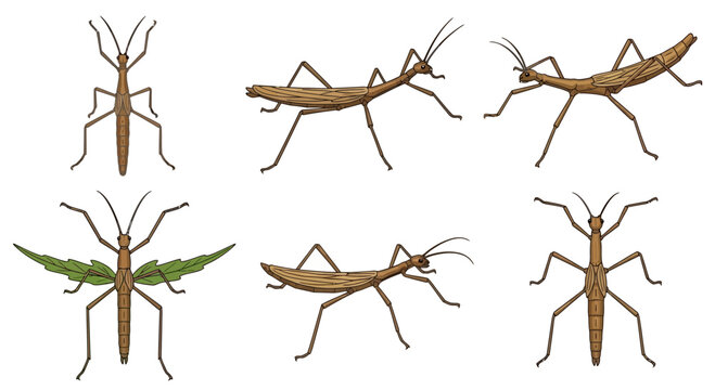 Six illustrations of brown stick insects some winged showing dorsal and lateral views
