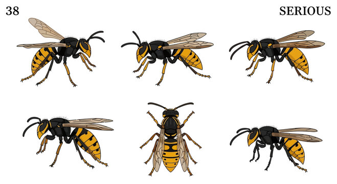 Six illustrations of a black and yellow striped wasp from various angles