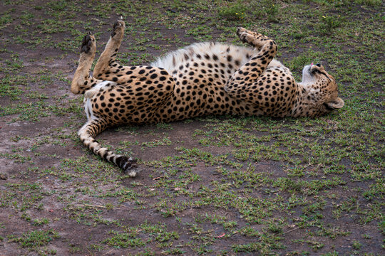 cheetah or acinonyx jubatus animal lying on its back with feet up in northern section of serengeti national park tanzania