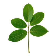 Naklejka premium Green Leaf Branch Isolated on White Background