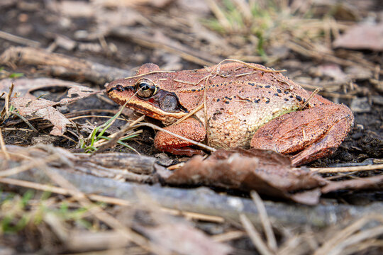 freeze tolerant and full of eggs female wood frog Lithobates sylvaticus Rana sylvatica in pink rusty colors during spring migration to Reproduction site close-up flat side