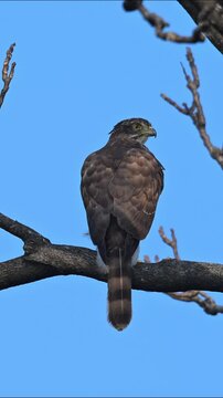 Sharp-shinned Hawk Perched on a Tree Branch Against Clear Blue Sky, Majestic Bird of Prey Looking Back, Wildlife Predator in Natural Habitat, Close-up of Accipiter Striatus in Wild.