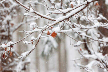 The scene of snowflakes falling