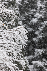 The scene of snowflakes falling