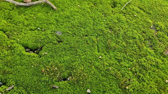 ​Top view of lush green moss texture covering the ground. Natural organic background with vibrant emerald tones, perfect for eco-friendly designs and botanical overlays.