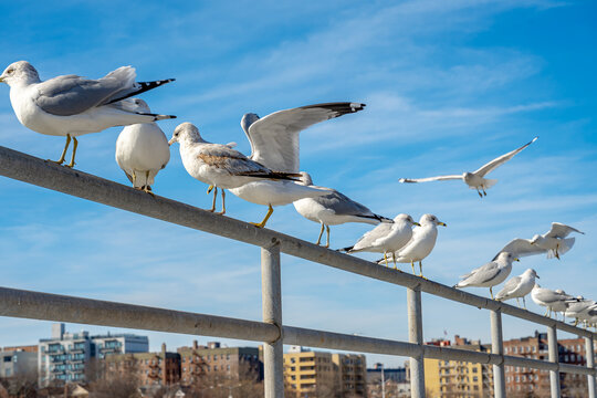 Close up of seagulls on metal railing with city background. Detail of several gulls perched on a silver pipe railing under a bright blue sky..